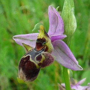Woodcock Ophrys - Ophrys scolopax © John Muddeman
